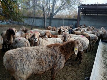 купить кролик декоративный: Сатам | Ургаачы кой (ургаачы) | Арашан, Аргын | Көбөйтүү үчүн | Ургаачы