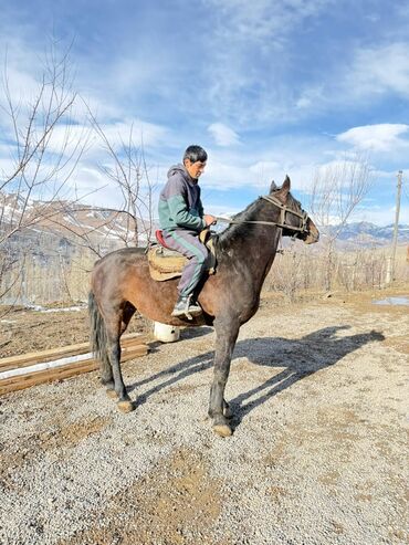 Лошади, кони: Продаю | Конь (самец) | Рабочий — 2