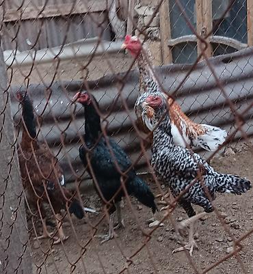 heyvan alqi satqisi: 1 Xoruz 🐓 4 toyuq pileymutdular irak sortudur qiymet hamsına ayidir — 5