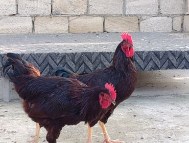 Xoruzlar: ROD İSLAND ve AVSTRALOP. cavan xoruzlar.sarilir.ve öz cinsi ferelerlə — 6