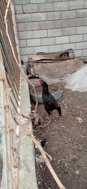 Птицы: На продажу два петушка дакан хороших кровей — 4