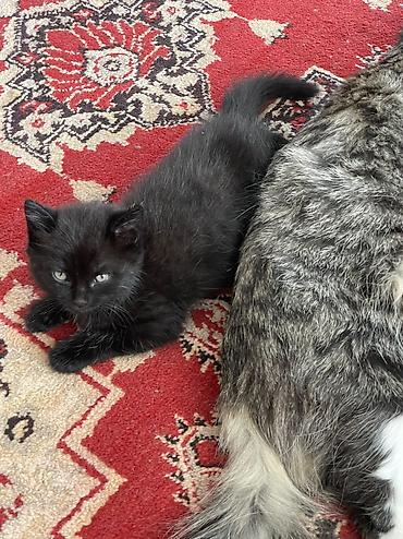 Отдам даром кошку: Отдадим в хорошие руки. 3 котенка. Возраст 2-3 недели. Две девочки и — 2