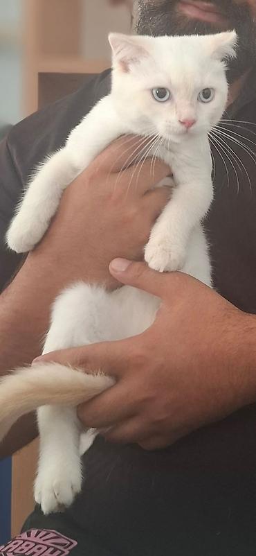 Ağ tüklü, qısa tüklü, mavi/boz gözlü ev pişiyi balaları. - Rəng: tam lalafo.az -da Ağ tüklü, qısa tüklü, mavi/boz gözlü ev pişiyi balaları. - Rəng: tam