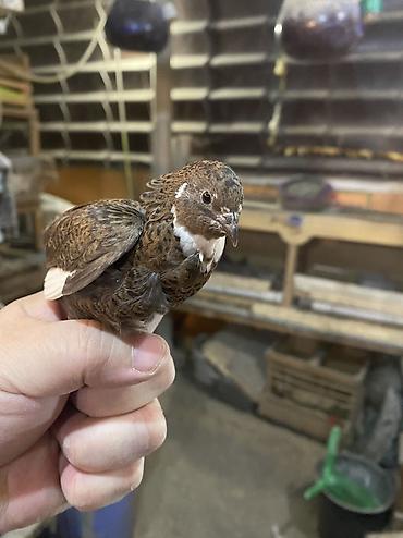 Другие с/х животные: Китайские расписные перепелки - Породы/окрасы: смешанные – тёмные — 27