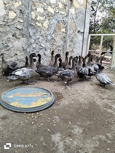 su qablari: Muscovy ördəkləri (indoutka) – boz/qara lələklı, sağlam və aktiv sürü — 5
