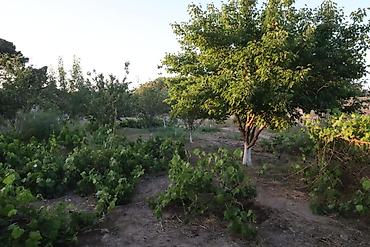 Torpaq sahələrinin satışı: 10 sot, Tikinti, Barter mümkündür, Kupça (Çıxarış) — 5