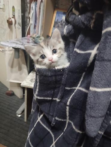 Отдам даром кошку: Котята в добрые руки. одна девочка, два мальчика проглистованы, едят — 6