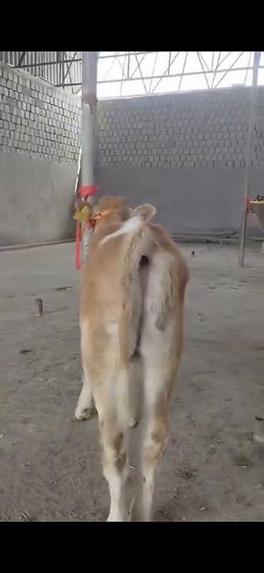 Dana, buzov: 2 ay yarimliq temiz saf qan simental dana erkək prablemi yoxdu yem ot -da lalafo.az — 9 Dana, buzov: 2 ay yarimliq temiz saf qan simental dana erkək prablemi yoxdu yem ot — 9