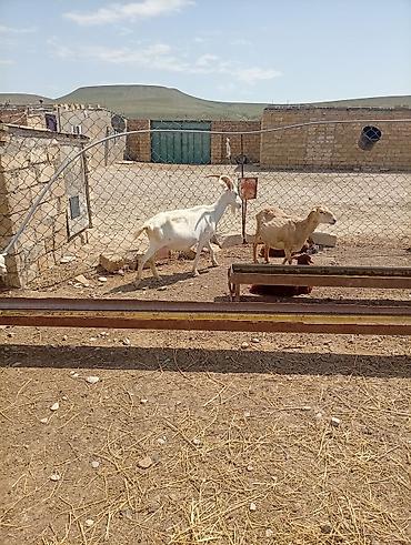 Keçilər, çəpişlər: SAF KAN SANEN FIRANSIZ IRKI KEÇİLER MACAR IRKI KEÇİLER ÇEPİÇLER BOĞAZ — 10