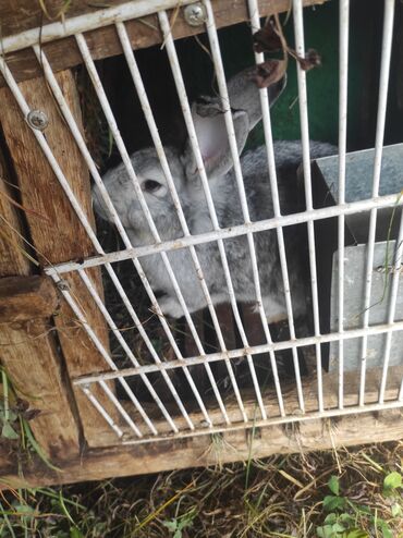 купить собаку чихуахуа: Продаю кроликов в месте с клетками Бостери просьба писать на ватсап