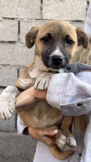 Отдам даром собаку: Собака даром: Дворняжка, 4 месяца, Самка, С прививкой — 3