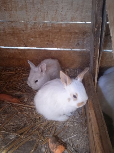 karlik dovşanlar: Karlik dovşan balaları/ Карликовые крольчата 10₼. 1 aylıq aslanbaş