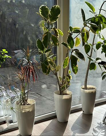 Фикус каучуконосный (Ficus elastica) вариегатный, крупномер в высоком