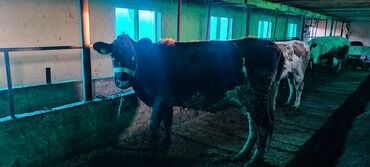 Коровы, быки: Продаю | Корова (самка) | Для молока | Привязанные at lalafo.kg — 2 Коровы, быки: Продаю | Корова (самка) | Для молока | Привязанные — 2