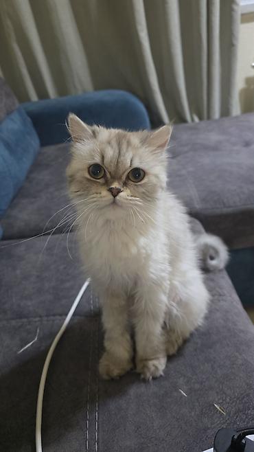 Pişiklər: Britan, Dişi, Yaxşı əllərə, Ünvandan götürmə — 10