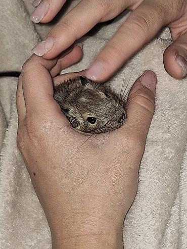 psi kupujemprodajem: Na prodaju su 5 mladunaca degu veverica, rođenih 18. septembra. ❤️ — 3