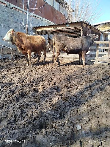 Коровы, быки: Продаю | Бык (самец) | Алатауская, Симментальская — 7