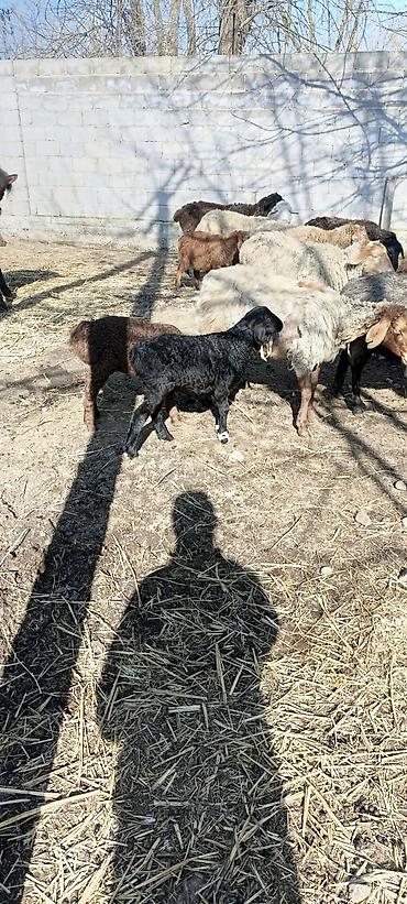 Баран, овца: Продаю | Овца (самка) | Для разведения | Матка — 2