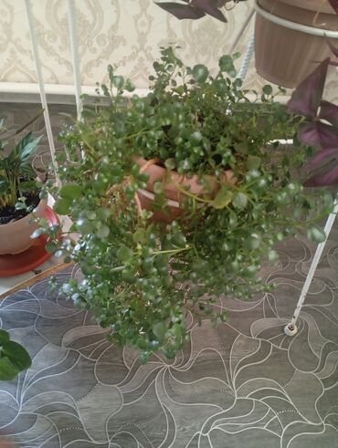 Другие комнатные растения: Представляем коллекцию комнатных растений, включающую несколько видов — 11