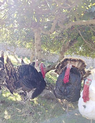 hınduska: Erkək, Damazlıq — 4
