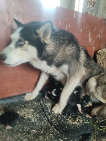 İtlər: Xaski, 1 ay, Erkek — 5