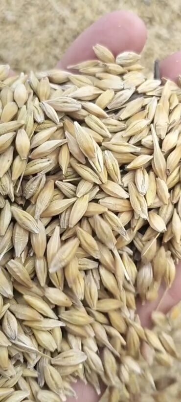 satiliq inekler: Hazır kisələrdə iri deneli təmiz 5 ton arpa satılır tonu 350 manat 5