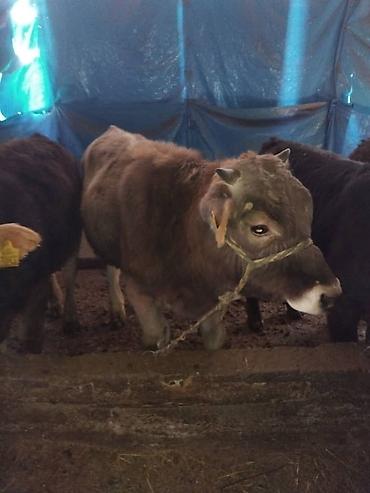 Коровы, быки: Продаю | Бык (самец) | Полукровка | На откорм | Привязанные — 3