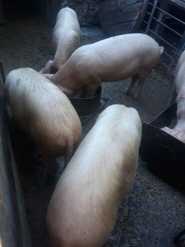 свиня: Продаю | Свинья (самка) | Крупная белая | На забой, Для разведения