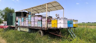 срочно продаю в связи с переездом: Кочевая пасека на прицепе-платформе срочно срочно срочно очень