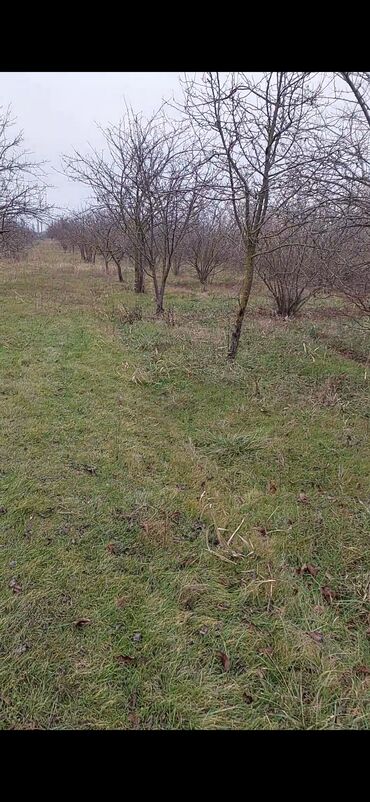 Torpaq sahələrinin satışı: 150 sot, Kənd təsərrüfatı, Barter mümkündür, Kupça (Çıxarış) — 7