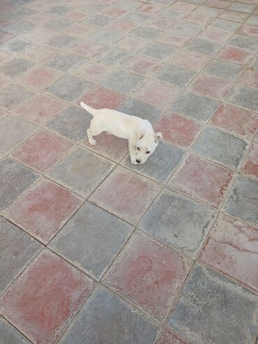 İtlər: Balaca, krem rəngli it balası Xüsusiyyətlər: - Ağımtıl/krem rəngli — 7