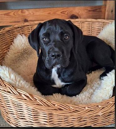mali cupavi psi: Cane Corso mlad pas Mlad pas rase Kane Korso crne boje, starosti 6 — 6