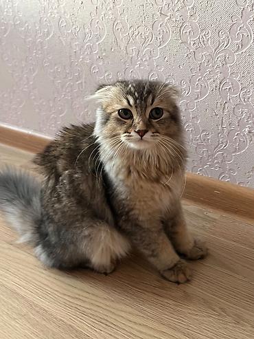 lalafo pişiklər: Şotland yastı qulaq — 5