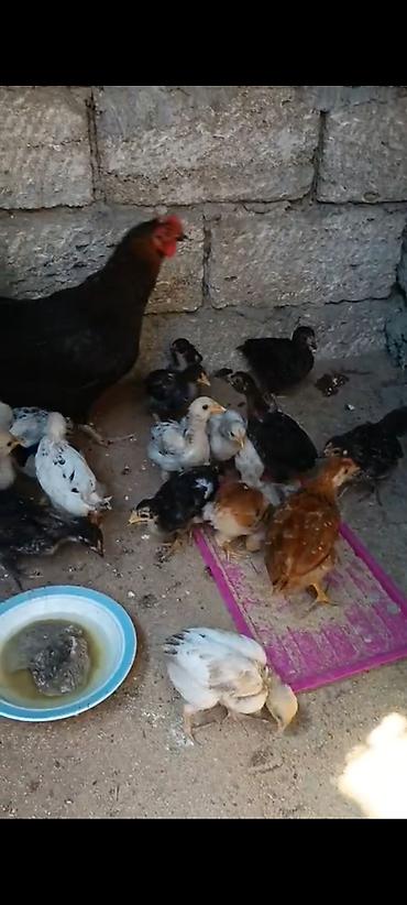 cücə fermasi: 2 ve 3 ayliq cuceler 2m50 ve 3m manata 30 ed var hamisin a alana — 1