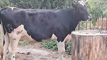 Inəklər, öküzlər: Dişi, Simental, il: 3, 500 kq — 9
