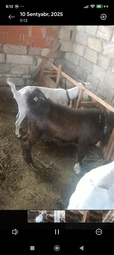 Keçi, çəpiş: Məhsul: Südlük keçilər Təsvir: - Şəkillərdə bir neçə baş keçi — 4