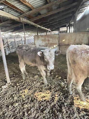 Коровы, быки: Продаю | Бык (самец) | Полукровка | На откорм — 7