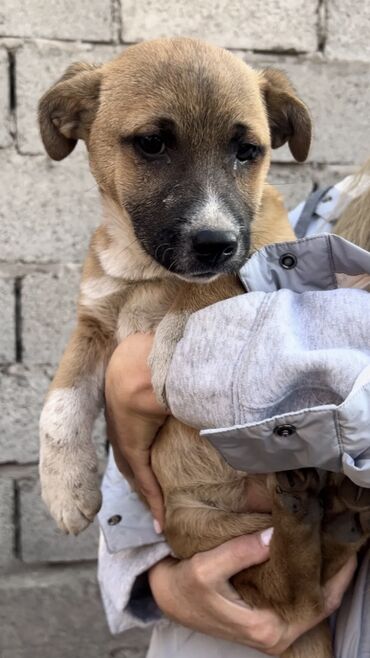 Отдам даром собаку: Собака даром: Дворняжка, 4 месяца, Самка, С прививкой — 6