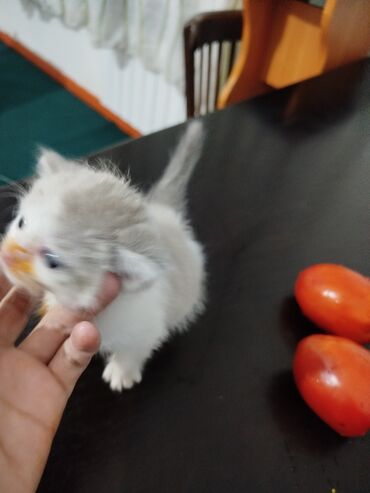 кошки британский: Одам 🐈 котянка бесплатно она сама кушает туалет сама ходит горошок