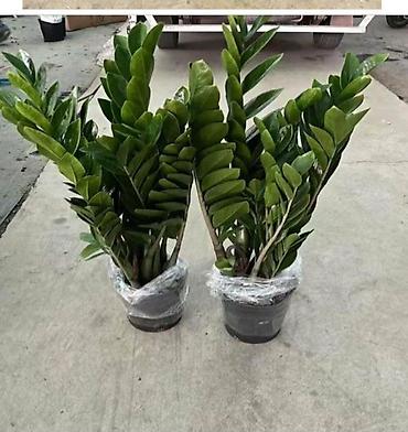 Другие комнатные растения: Бесплатная доставка по городу Пересаженные готовые Комнатные — 12