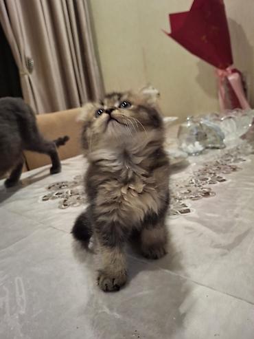 Pişiklər: Britan — 12