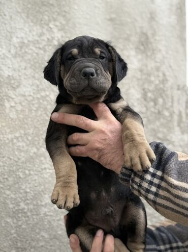 Продажа собак: Шарпей, 2 месяца, Самец — 4