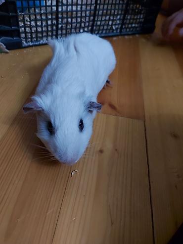 su donuzcuğu: Ağ rəngli dəniz donuzu (guinea pig). Qısa və sıx tüklü, tam ağ rəngə — 1