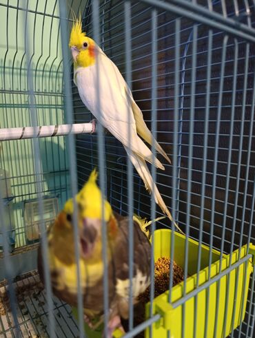Tutuquşları: Nömrəli qəfəstə 2 ədəd nimfa tutuquşusu (cockatiel) - Rənglər: biri