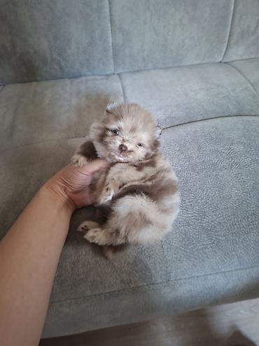 померанский шпиц бу цена: Плюшевые медвежата 🐾 Щенки померанского шпица эксклюзивного — 2
