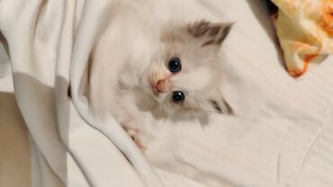 персидский кот цена: Отдам котят в добрые руки !
Котятам 2 месяца .
Обращаться по номеру