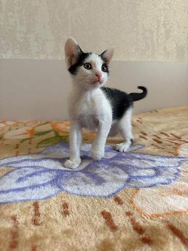Кошки: Ev şəraitində doğulmuş, çox baxımlı və insanlara öyrəşmiş panda rəngli — 2