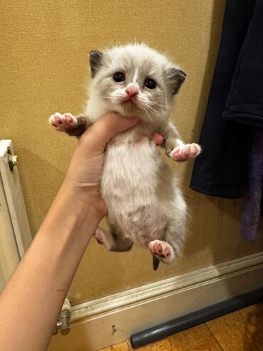 Pişiklər: Erkək, Dişi, Yaxşı əllərə, Ünvandan götürmə, Pulsuz çatdırılma — 2