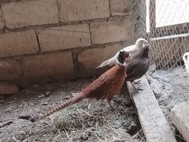 Аквариумы: 1 xoruz 2 fere qirqovul dişiler yumurtayir