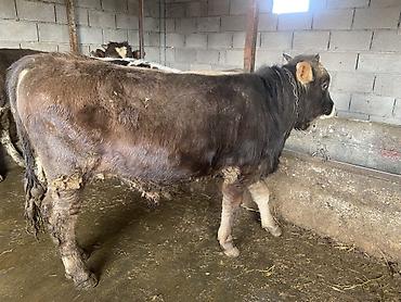 Коровы, быки: Продаю | Бык (самец) | На откорм — 7